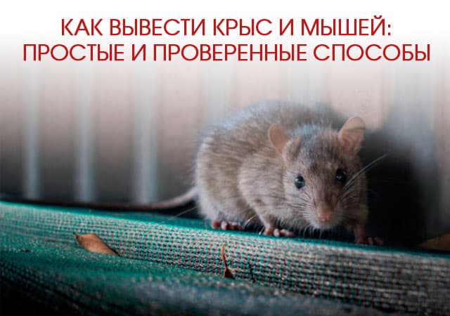 Как вывести крыс и мышей в Чехове: простые и проверенные способы