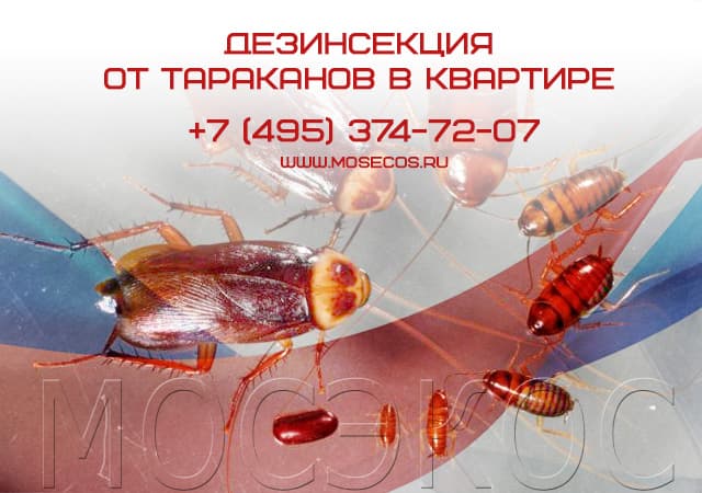 Дезинсекция от тараканов в квартире в Чехове