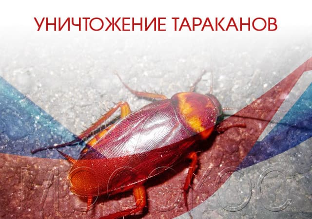 Уничтожение тараканов в Чехове