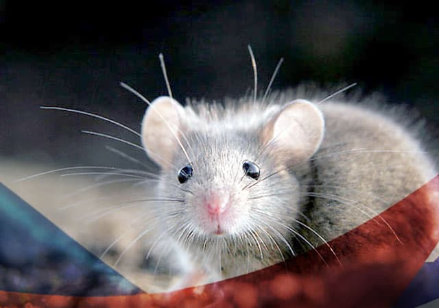 Уничтожение мышей в Чехове